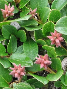 Salix nivalis